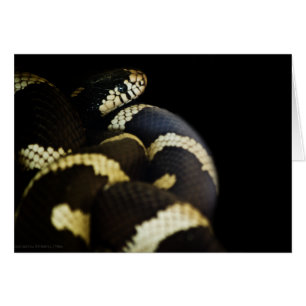 California King Snake Card