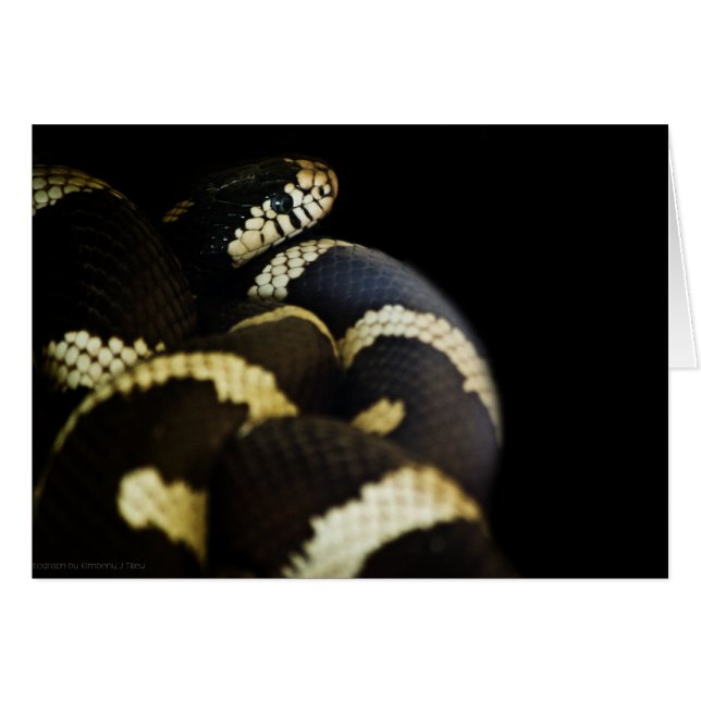 California King Snake Card (Vorderseite (Horizontal))