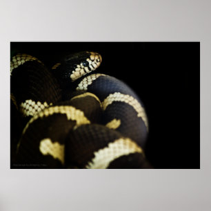 California King Snake Print Poster