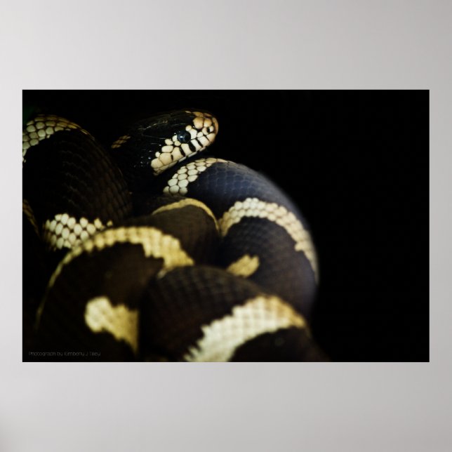 California King Snake Print Poster (Vorne)