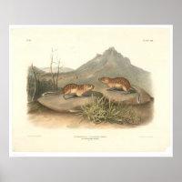 California Marmots von Audubon (0184A)
