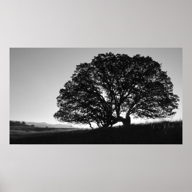 California Oak Tree Sunrise Poster (Vorne)