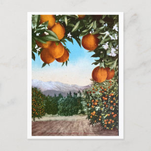 California Orange Groves Vintag Blank Postcard Postkarte