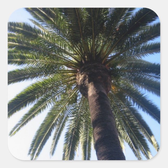 California Palm Tree Beach Custom Decal Stickers (Vorderseite)