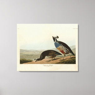 California Partridge - Audubons Vögel in Amerika Leinwanddruck