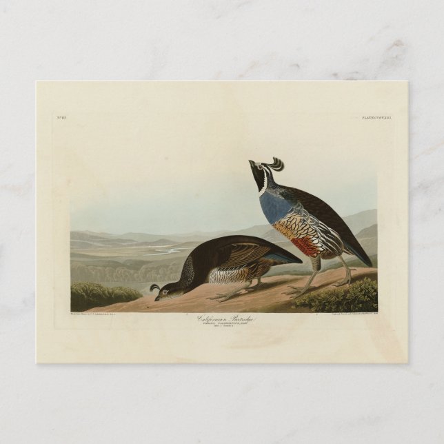 California Partridge - Audubons Vögel in Amerika Postkarte (Vorderseite)