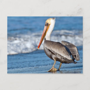 California Pelican am Strand Postkarte
