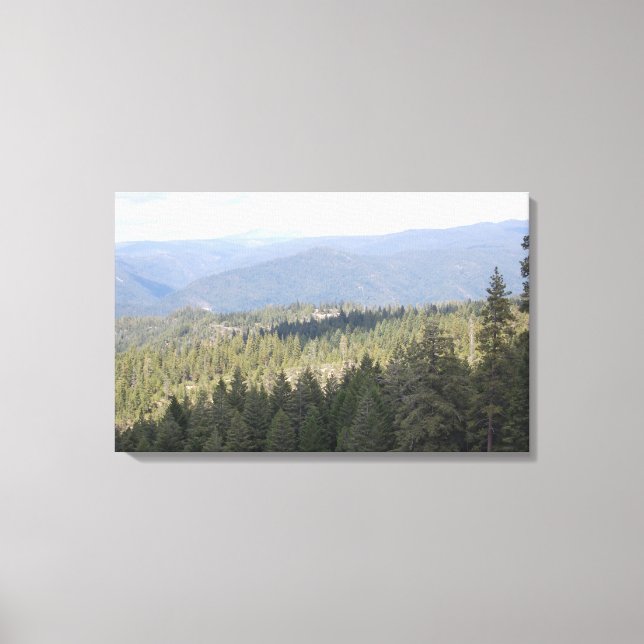 California Pine Trees Fotografy Leinwand (Vorderseite)