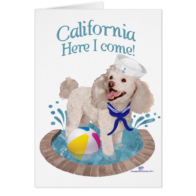 California Poodle (Vorne)