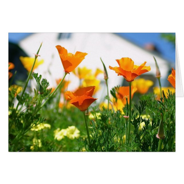 California Poppies (Vorderseite (Horizontal))