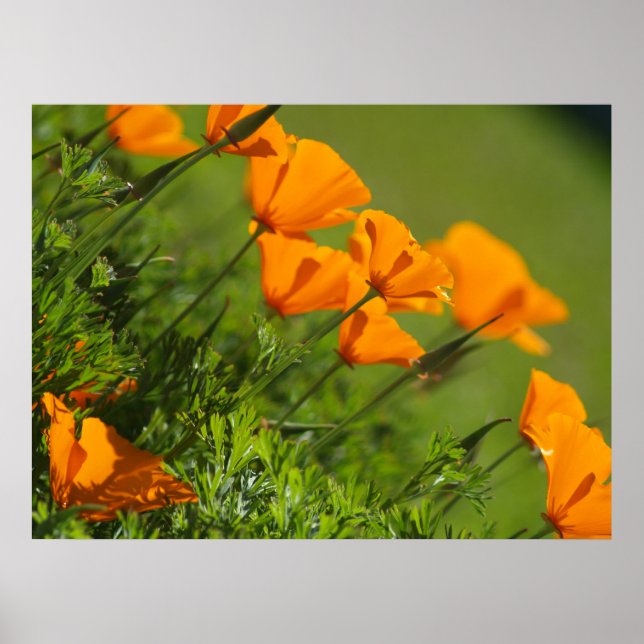 California Poppies 2011 Print Poster (Vorne)
