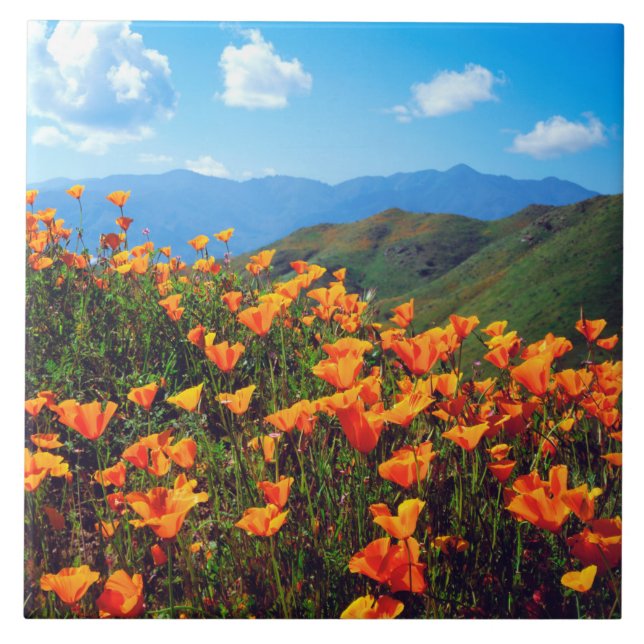California Poppies Covering a Hillside Fliese (Vorderseite)