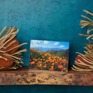 California Poppies Covering a Hillside Fotoplatte