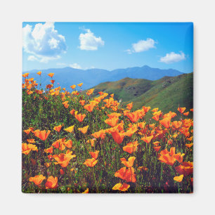 California Poppies Covering a Hillside Magnet
