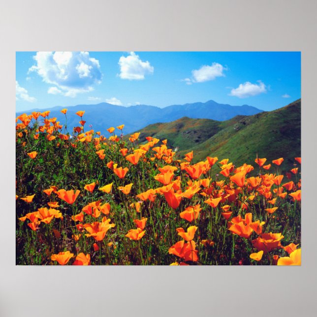 California Poppies Covering a Hillside Poster (Vorne)