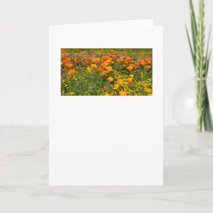 California Poppies Landschaftsgrußkarte Karte