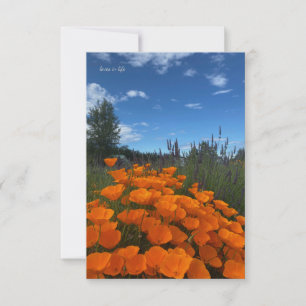 California Poppies & Lavender Mitteilungskarte