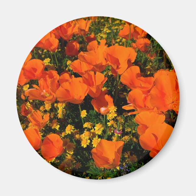 California Poppies Magnet (Vorne)
