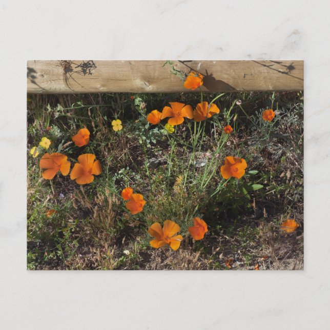 California Poppies Postkarte (Vorderseite)