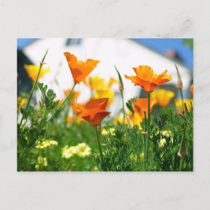 California Poppies Postkarte