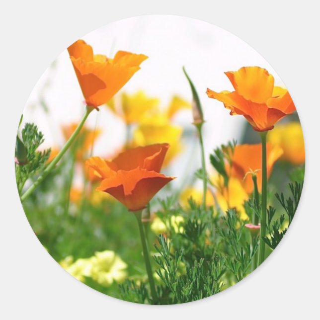 California Poppies Runder Aufkleber (Vorderseite)