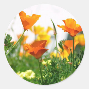 California Poppies Runder Aufkleber