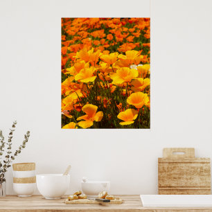 California Poppies   Schönheit des Frühlings Poster