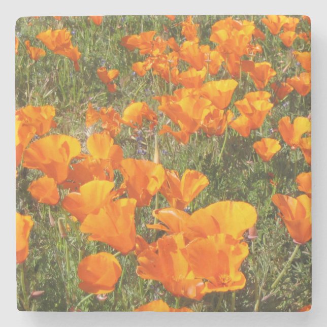 California Poppies Stone Untersetzer (Vorderseite)