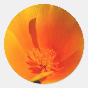 California Poppy Aufkleber