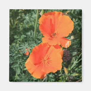 California Poppy Blume Magnet