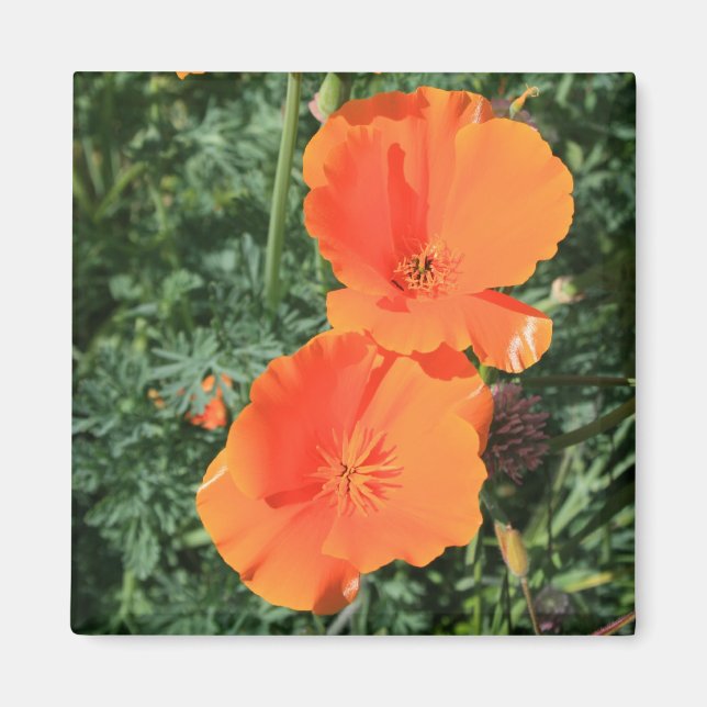 California Poppy Blume Magnet (Vorne)