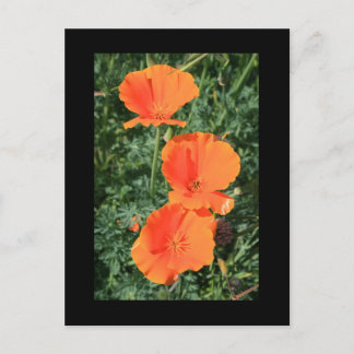 California Poppy Blume Postkarte