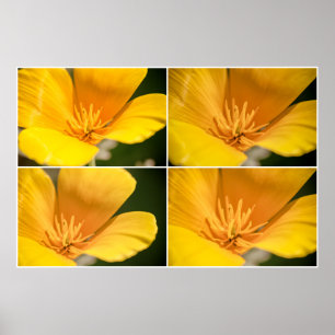 California Poppy Collage Poster