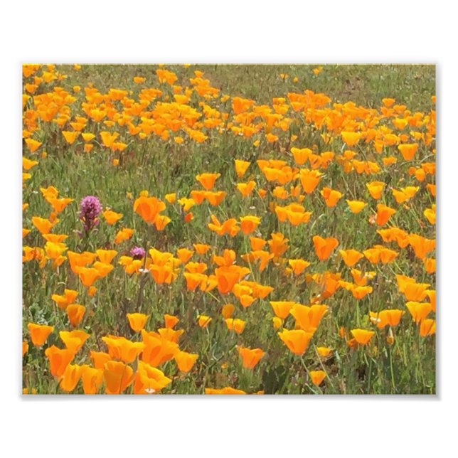 California Poppy Field Fotodruck (Vorne)