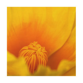 California Poppy Holzdruck