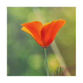 California Poppy Holzdruck