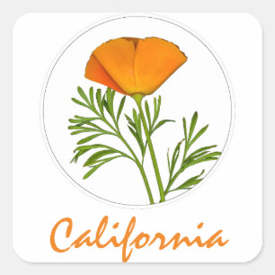 California Poppy in einem Zirkel, "California" Tex Quadratischer Aufkleber