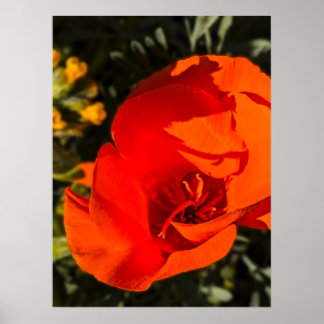 California Poppy - Kalifornien Poppy 1 Poster