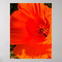 California Poppy - Kalifornien Poppy 3