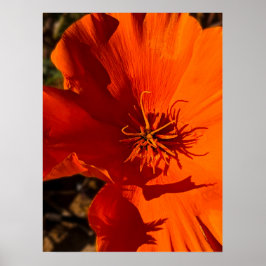 California Poppy - Kalifornien Poppy 6 Poster
