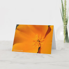 California Poppy Karte