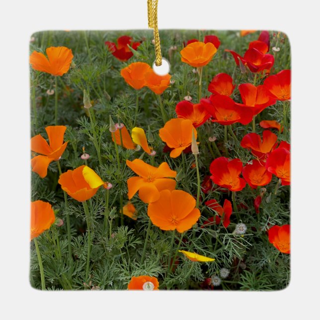 California Poppy Keramikornament (Vorderseite)