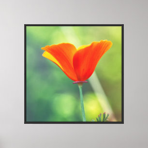 California Poppy Leinwanddruck