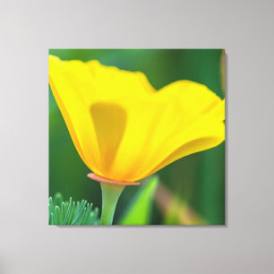 California Poppy Leinwanddruck