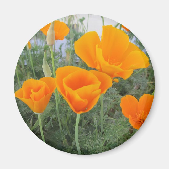California Poppy Magnet (Vorne)