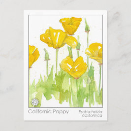 California Poppy Materia Medica Kräuterstudie Postkarte