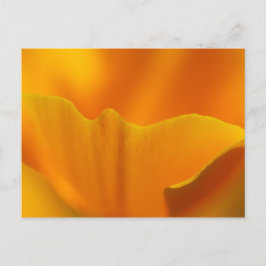 California Poppy Nah-Up.. Postkarte