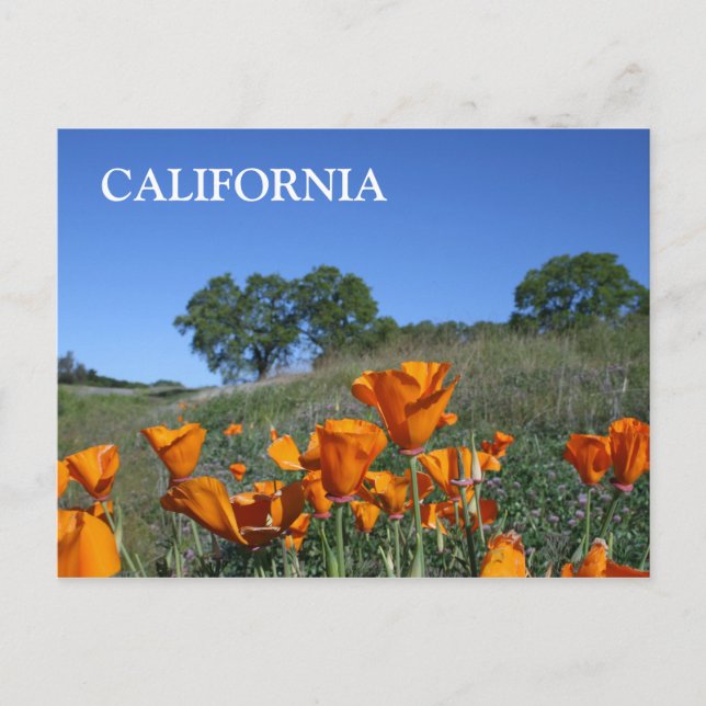 California Poppy, Postcard Postkarte (Vorderseite)