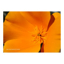 California Poppy