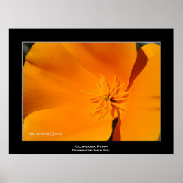 "California Poppy" Poster